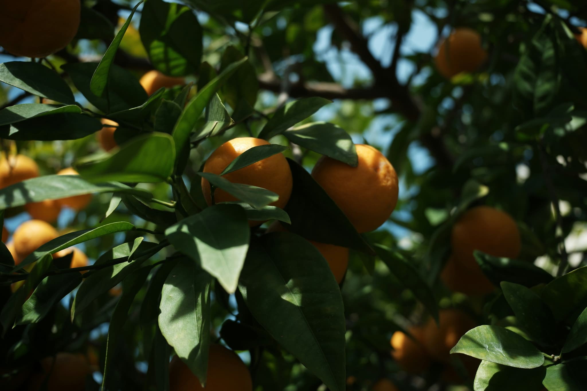 Oranges hanging on a tree